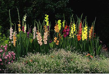 《巫师3》次世代PS5＆XSX零售版将于下周发售 更新或将完成